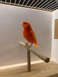 Canarini rossi e mosaico rossi