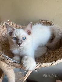 Cuccioli Ragdoll Asti