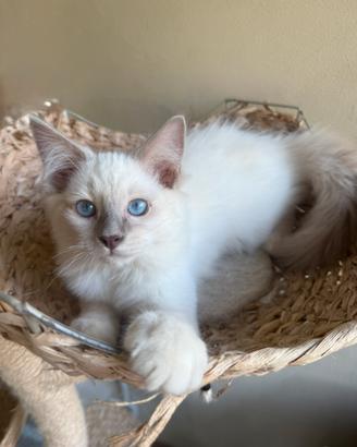 Cuccioli Ragdoll Asti