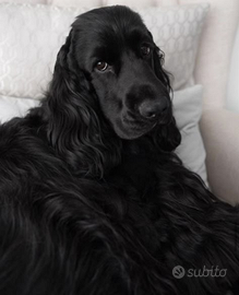 Cocker spaniel inglese nero femmina si 1 anno