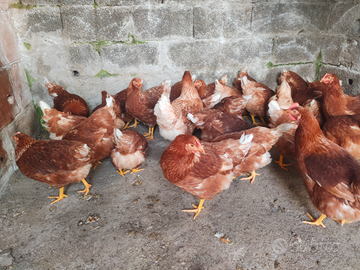 Galline ovaiole rosse