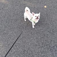 Chiwawa maschio per accoppiamento