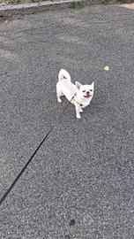 Chiwawa maschio per accoppiamento