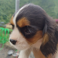 Cavalier king cuccioli