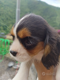Cavalier king cuccioli