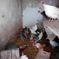 Si cedono germani reali