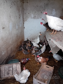 Si cedono germani reali