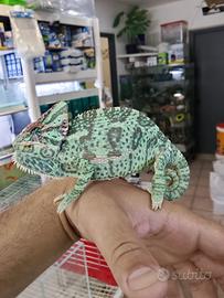 Camaleonti