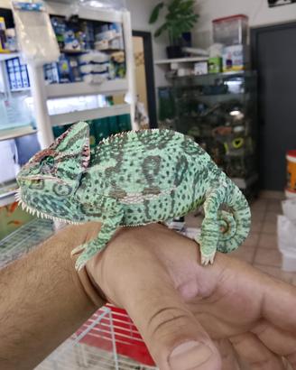 Camaleonti