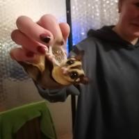 Disponibile petauro dello zucchero