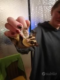 Disponibile petauro dello zucchero