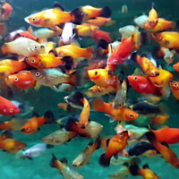 Platy e portaspada vari colori e dimensioni