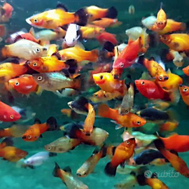 Platy e portaspada vari colori e dimensioni