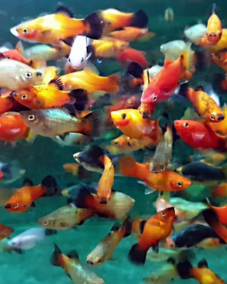 Platy e portaspada vari colori e dimensioni