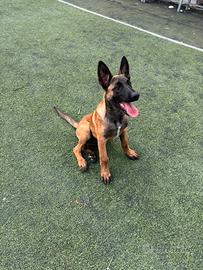 Pastore belga malinois