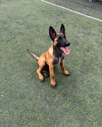 Pastore belga malinois