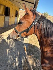 Puledra