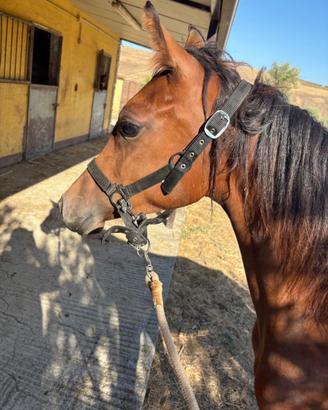 Puledra