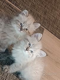 Gattini siberiani
