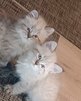 Gattini siberiani