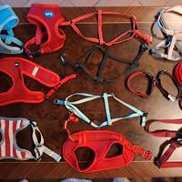 pettorine e collari cani taglia piccola