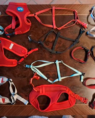 pettorine e collari cani taglia piccola