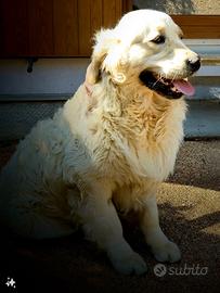 Golden retriever pura linea inglese monta