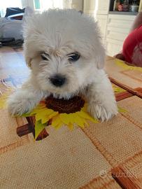 Cucciolo maltese