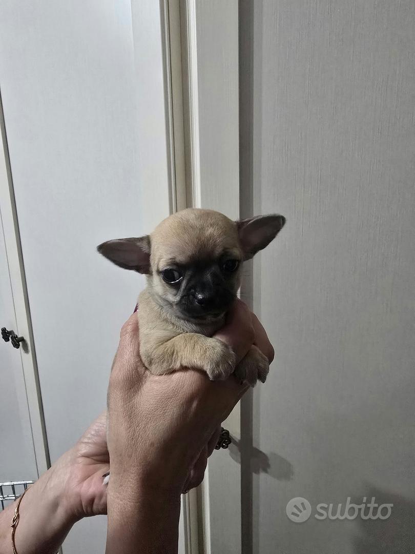 chihuahua - Animali In vendita a Roma