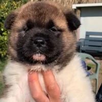 Akita americano cuccioli