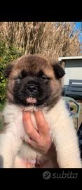 Akita americano cuccioli