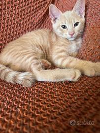 Dolce, 5 mese affetuosa ama stare in compag