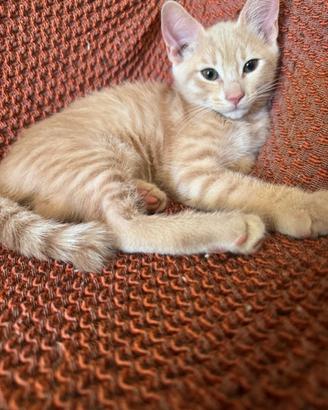 Dolce, 5 mese affetuosa ama stare in compag