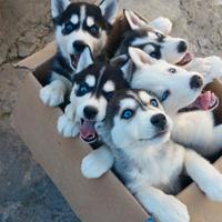 Husky cuccioli