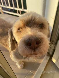 In Adozione Spinone Nano (Mattia)
