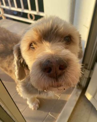 In Adozione Spinone Nano (Mattia)