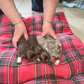 Chihuahua a pelo lungo