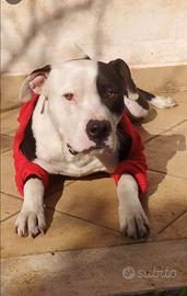 Pitbull maschio