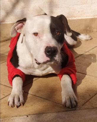 Pitbull maschio