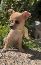 Chihuahua cucciolo 2 mesi