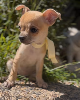 Chihuahua cucciolo 2 mesi