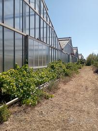 Serre + terreno agricolo