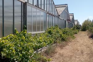 Serre + terreno agricolo
