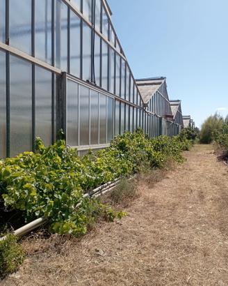 Serre + terreno agricolo