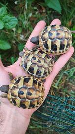 Tartarughe
