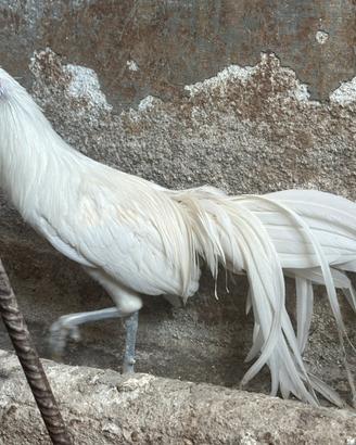 Galletti Phoenix