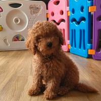 Cucciolata di barboncini toy M e f