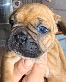 Bulldog francese