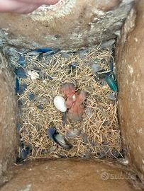 Pulli di inseparabile da allevare a mano