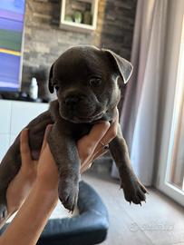 Bulldog francese